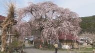 長野・高山村の「五大桜」開花が進む　「中塩のしだれ桜」は満開　「水中のしだれ桜」は3分咲き