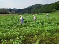 晩秋に咲くヒマワリ ただいま成長中! 10月下旬には12万本が見頃に 鹿児島・南九州市