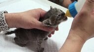 野良猫問題に自治体が本腰　「手術すれば一代限りの命」　霧島市の野良猫対策「ＴＮＲ」が全国モデルに　市職員が捕獲器まで設置【鹿児島】