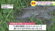 「小屋にペットのヤギがいない」“体長約1.8mのヒグマがヤギを食べる姿をドローンで確認＿デントコーン畑も荒らされる被害＿同一個体による仕業か＿箱わな設置し警戒続く北海道八雲町＞