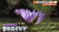 北川村・モネの庭に多くの観光客　園内は夏の花と秋の花が”競演”　