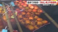 温泉で渋抜き 「あおし柿」が最盛期 最低気温6℃ 鹿児島・さつま町