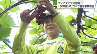 女子サッカークラブが半世紀愛されたブドウ園を事業承継　午前5時からの農作業と練習に奮闘