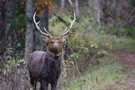 北海道の野生エゾシカでゲノム配列を解読