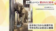 “温厚で大きな人気者” 国内最高齢オスのアフリカゾウ・ベン旅立つ　担当者が語る“最期”〈仙台市〉