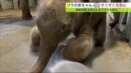 ゾウの赤ちゃんすくすく成長　水浴びやお母さんをマネする姿も　9月中旬公開へ 円山動物園【北海道発】