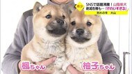 かわいすぎる!SNSで話題の山陰柴犬の子犬姉妹 旅立ちの冬~(鳥取県・大山町)