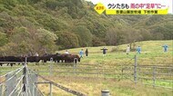 深まる秋 吾妻山麓放牧場で牛の下牧
