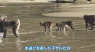 サルにとっても厳しい残暑？　野生猿の生息地・串間市幸島で子ザルが「潜水泳法」を披露