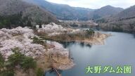 “虹の湖”に映える「逆さ桜」　3年ぶりに開催のさくら祭り　水面を取り囲む1000本の桜が咲き乱れる　京都・美山町
