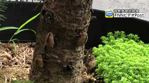 1つの植木鉢に大量の“セミの抜け殻”…なぜ?専門家に聞いてみた