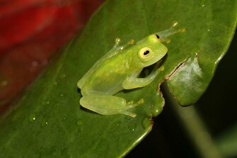 すやぁ 葉にぺたりと寝るカエルの擬態がすごい 癒される人も続出 生態を専門家に聞いた