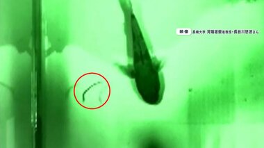 ウナギが細長いワケ解明へ大発見…食べられた稚魚が魚のエラから脱出する瞬間映像