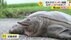 “体重6kg超え”巨大スッポンため池で捕獲　専門家「野生ではかなり大…