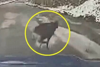 「野生動物」が突然クルマの前に！　全国で目撃相次ぐ…“刺激しないこと”が重要