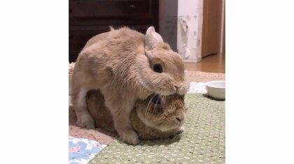 うさぎの上にうさぎ!? 何をされても絶対に怒らない“先輩”…2匹の関係「おじいちゃんと孫のよう」