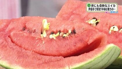 スイカを切ったら中から…モヤシ！？　超貴重！世にも奇妙な発芽現象　原因は暑さによるストレス　　