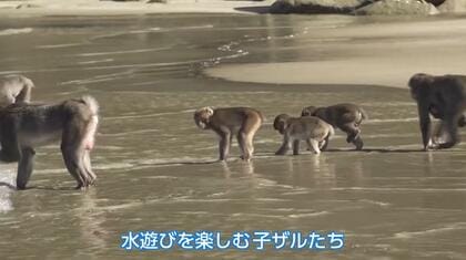 サルにとっても厳しい残暑？　野生猿の生息地・串間市幸島で子ザルが「潜水泳法」を披露