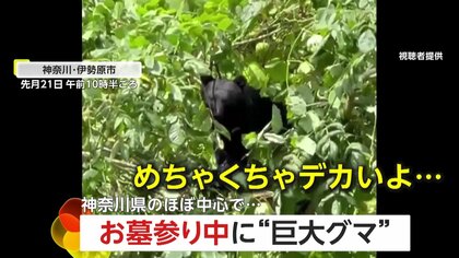 「目が合った」お墓参り中に”巨大熊”に遭遇…15m先で「無中でムシャムシャ」　食料不足が原因か…神奈川のほぼ中心で　伊勢原市「日向霊園」