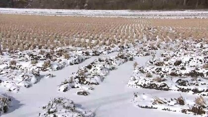 収穫前の稲1トン盗まれる　犯行は夜間に複数人が関わった可能性　警察は窃盗事件として捜査　岩手県八幡平市