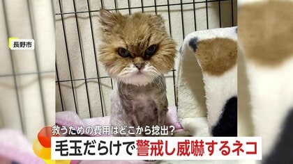 「表情柔らかくなった」毛玉だらけ・糞尿まみれで保護されたネコ…献身的なボランティアの世話で穏やかに　治療費は「ふるさと納税」の寄付金から　長野市