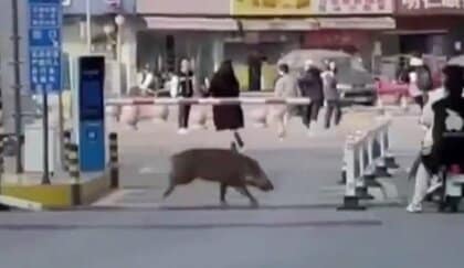 イノシシが子どもたちに突進！各地で人や農作物に被害相次ぐ…「絶滅の恐れある」と保護対象にしたことで大繁殖　中国