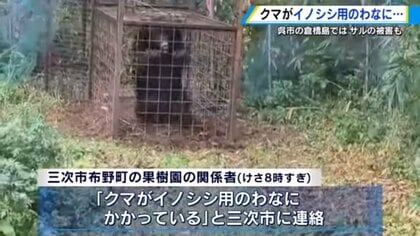 クマがイノシシ用のわなに　檻の中で暴れる姿に戦慄　サルは子どもの足をつかみ噛む　野生動物の被害相次ぐ【広島発】