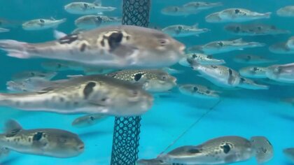 ゲノム編集トラフグは｢22世紀の食生活｣を変えるか（後編）　“毒”の行方と世界進出