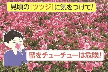 蜜を吸うと嘔吐や痙攣などの中毒症状が…GW中の散歩では「レンゲツツジ」に注意