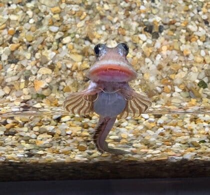 石を“ハムハム”永遠に見ていられる！？来館者から密かな人気「ヨダレカケ」愛らしい姿が水族館も“推し”の珍生物