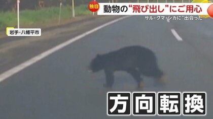横断歩道を全速力で通り過ぎるサル、道路を右へと左へと“フェイント”を繰り出すクマ、立て続けに3匹のシカに遭遇　動物の“飛び出し”にご用心