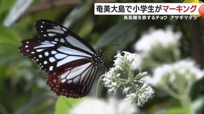 鹿児島・奄美大島で小学生がマーキング　長距離を旅するチョウ　アサギマダラ　