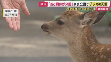 「首と胴体が分離したものも」奈良公園で子ジカ4匹の死骸見つかる　「人による加害行為」の可能性も　犯罪心理学の専門家「もし人為的なら“猟奇的な行為”ではなく社会への“メッセージ”か」