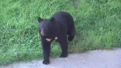 「麻酔による捕獲態勢の整備」など基本方針共有　新たなクマ対策を市町村に説明、岩手県が緊急会議