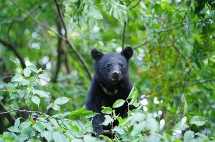 10月末にかけて“大人のクマ”に要注意！　襲ってきたら“伏せて”頭を守る　専門家が語るクマの“食後の習性”と危険な時間帯