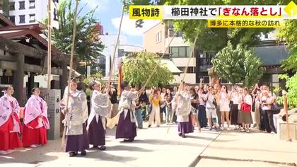博多に本格的な秋の訪れ　櫛田神社で「ぎなん落とし」　巫女たちがギンナンを拾い上げ　福岡市