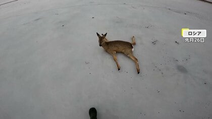 「直進シカ頭にない」衝突した鹿との“奇妙な30秒間”の映像　「運ぶシカない」ロシアでは凍った湖上でツルツル滑って“立ち往生”の11頭救出