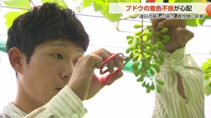 5日連続真夏日の富山 ブドウの色づきに黄信号 「やれることを精一杯やる」農家は収穫に不安