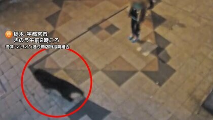 「あと1～2秒早く行ってたら死んでいたかも」宇都宮市の中心部でクマ　中学校・市民センター近くでも“目撃”　パトロール再開へ　