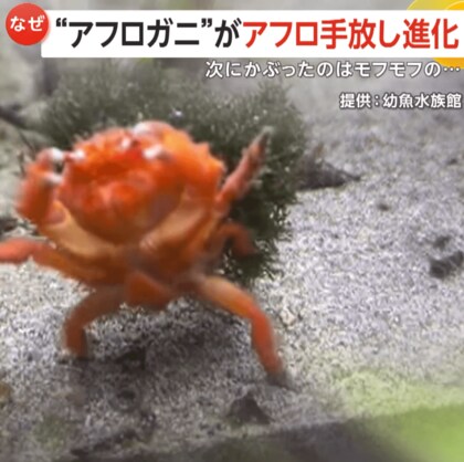 “アフロガニ”がアフロ手放し進化！次は綿で“モフモフ”頭の“ニューアフロガニ”に「これ待ってました！」　静岡・清水町　幼魚水族館