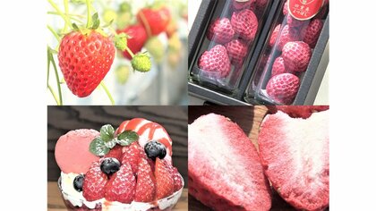 市場流通1%の希少なイチゴ「よつぼし」が作るおいしさの新基準　ITと人間の勘を組み合わせ栽培【愛知発】