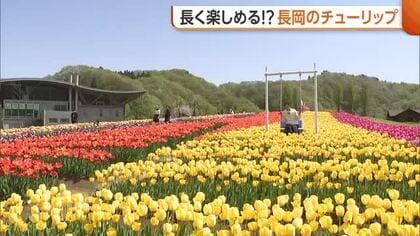 130品種16万本！国営越後丘陵公園の“チューリップ”見頃に「カラフルなチューリップで春の訪れ感じて」新潟・長岡市
