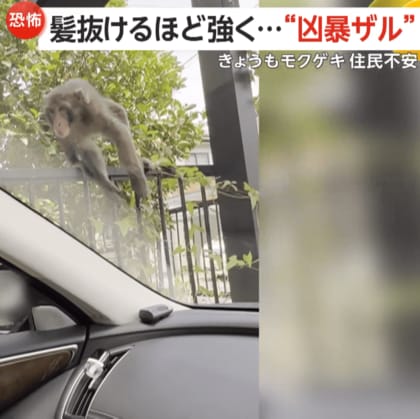 「髪抜けるほど強く引っ張られ…」人を襲う“凶暴ザル” …民家侵入未遂も　出没止まらず住民恐怖の日々　福岡市