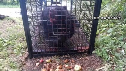 「赤字膨らむ」クマ捕獲の報酬めぐり東北の自治体75%が“交付金の増額”求める…自治体によって報酬額に大きな差も　FNN調査