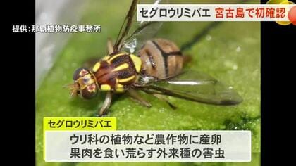 セグロウリミバエ、宮古島で初確認　27年まで緊急防除継続