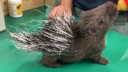 生後約1カ月の赤ちゃんヤマアラシ（提供：東武動物公園）