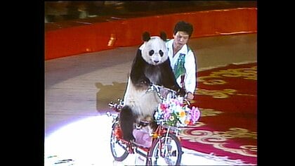 思わず2度見しちゃう！2本足で歩くパンダやオートバイを乗り回すパンダ