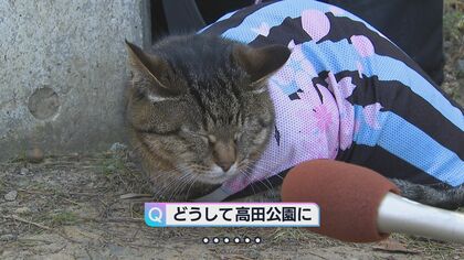 ネコ好き必見 桜満開の公園に突如現れた“アイドルネコ”…その正体は