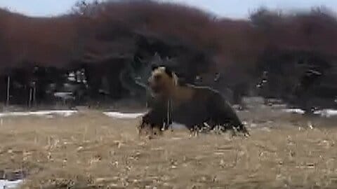 ヒグマが突然向き変え…列車を威嚇？JR花咲線の運転士が2頭目撃　北海道・根室市