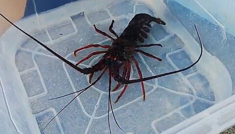 黒潮が運んだ異変　三陸沿岸でイセエビやサザエが見つかる　宮城の海を見つめ続けてきた研究者が語る“海の未来”